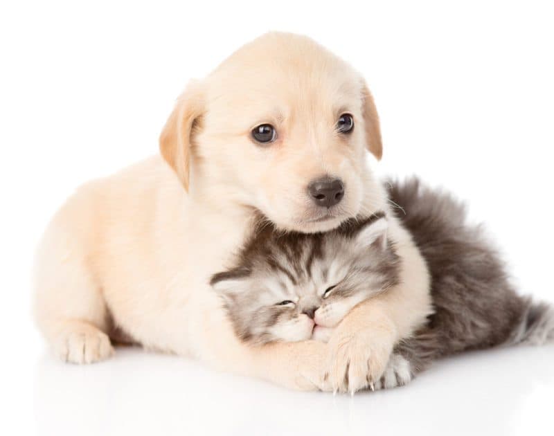 Costco Pet Insurance for Seniors: A Practical Guide to Coverage, Costs, and Smart Plan Selection