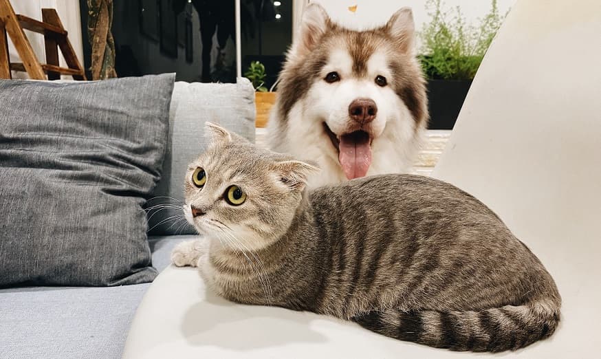 Pet Insurance in the U.S.: A Practical Guide to Coverage, Costs, and How to Compare Options
