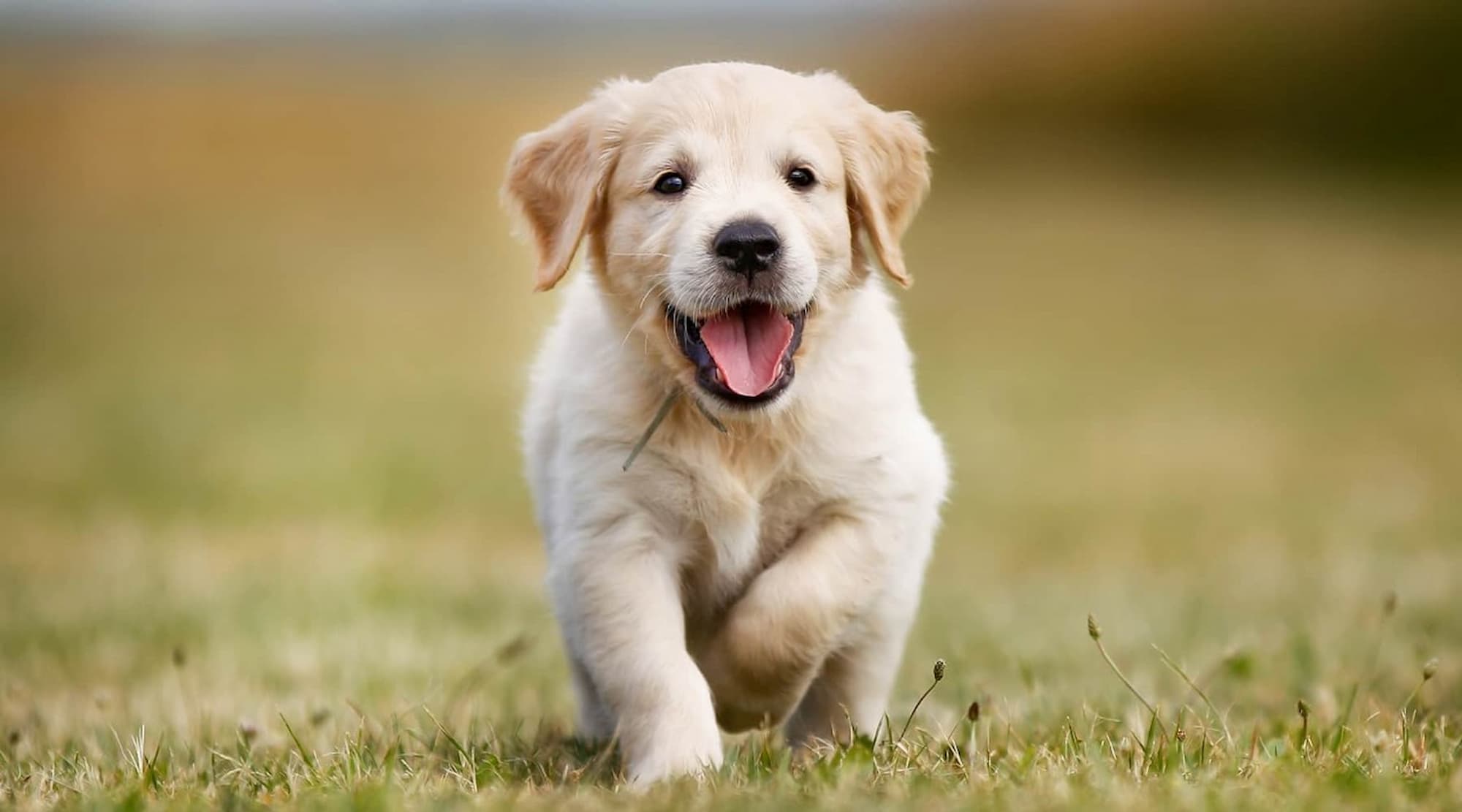 A New Guide to Low-Cost Pet Insurance Options for Seniors