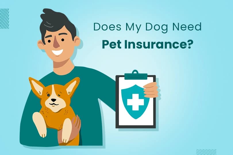 April 2026 Update: New Affordable Pet Insurance Guide Now Available