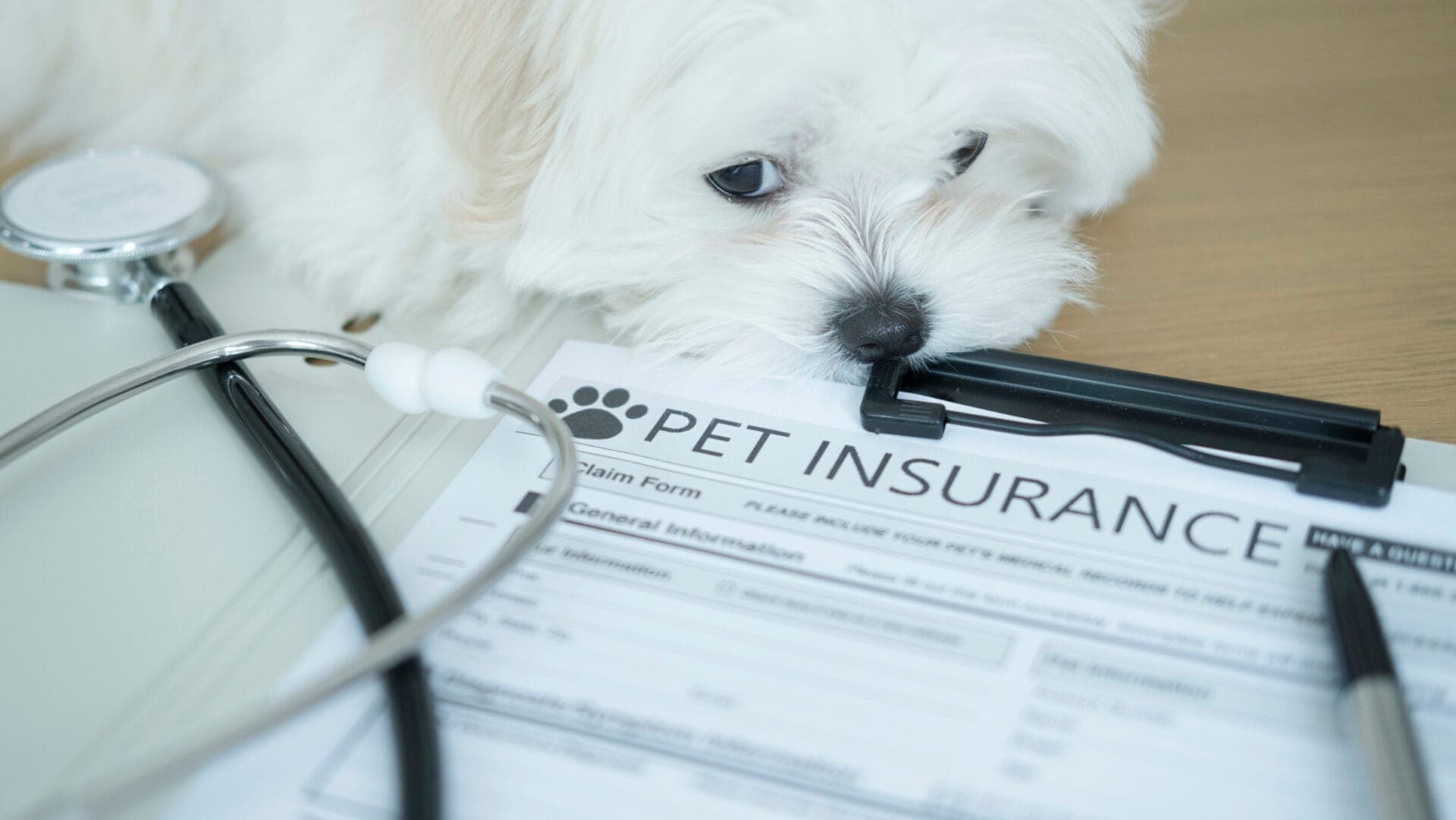 Pet Insurance plans 2026: A Smarter Guide to Protecting Dogs and Cats