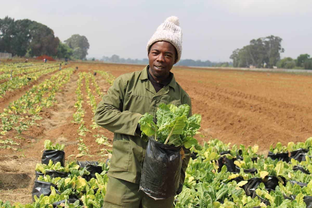 Farming Jobs in the USA: A Practical Guide to Agriculture Work