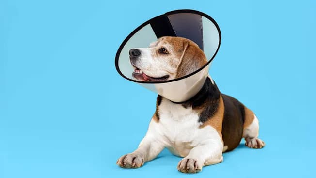 Sam’s Club Pet Insurance: A Practical Guide to Coverage, Prices, and Multi-Pet Options in the U.S.
