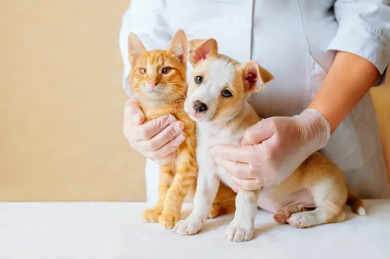Costco Pet Insurance: A Practical Guide for Senior Pet Owners Comparing Coverage Options
