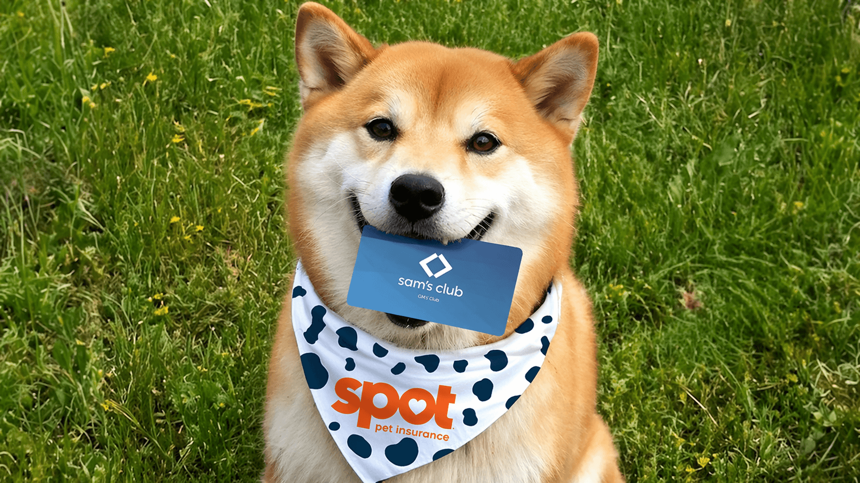 Sam’s Club Pet Insurance: A Practical U.S. Guide to Coverage, Pricing, Senior Pets, and Multi-Pet Value