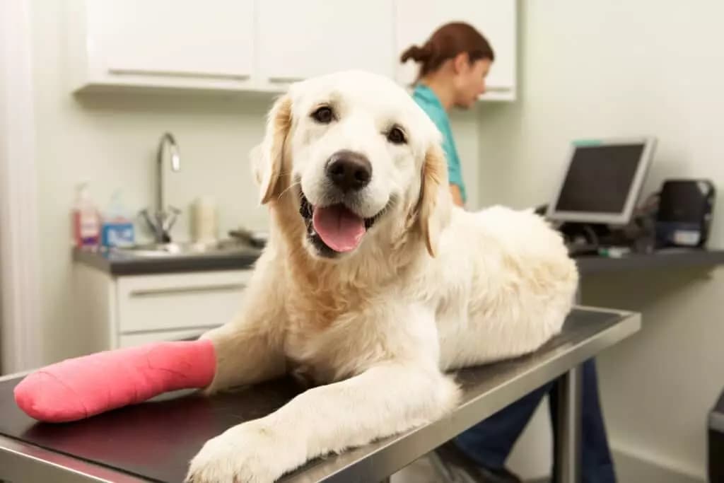 Healthy Paws Pet Insurance Reviews 2026: A Practical Guide for Dog and Cat Owners