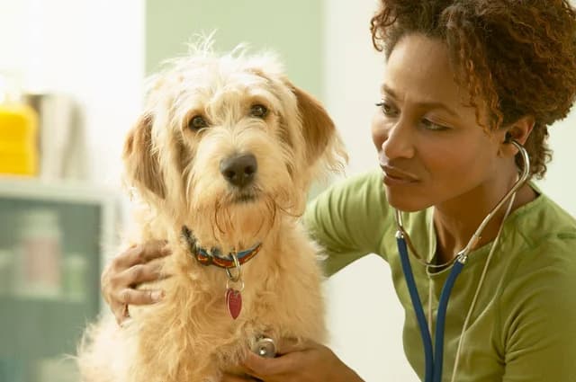 Cheapest Pet Insurance Companies (2025 Guide)