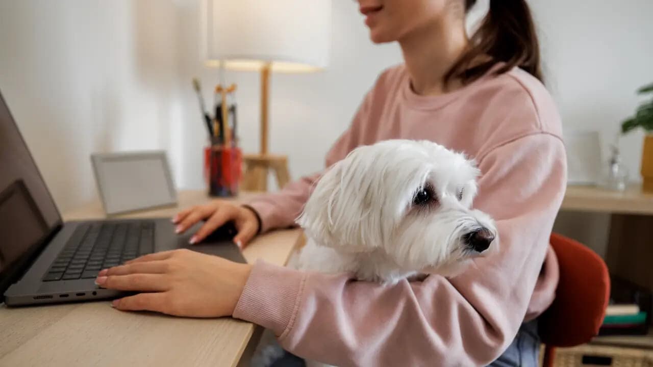 How Much Does Pet Insurance Cost for Dogs? A Complete Guide for Pet Owners